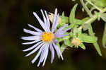 Aromatic aster